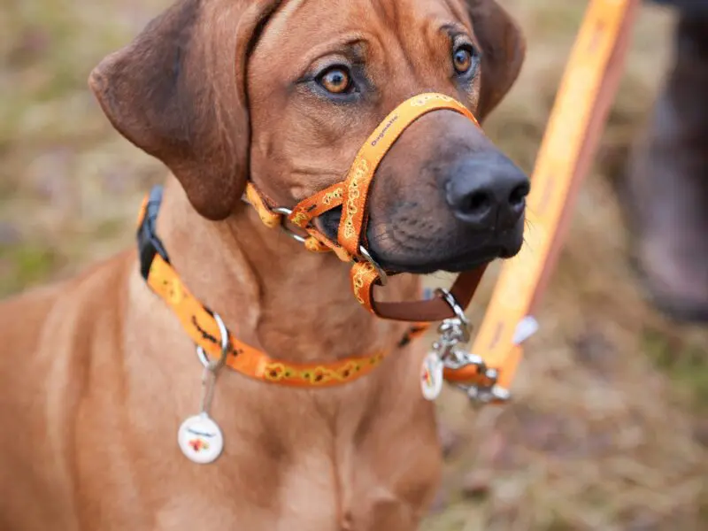 Dogmatic PCW Headcollar