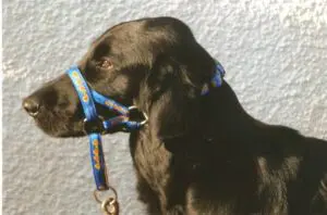 From One Walk To A Lifetime Of Control: The Dogmatic Story 3 Flatcoat pic 2 e1661347269324