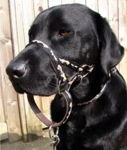 From One Walk To A Lifetime Of Control: The Dogmatic Story 1 Lab pic Black PCW