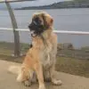 Leonberger PCW Blacka