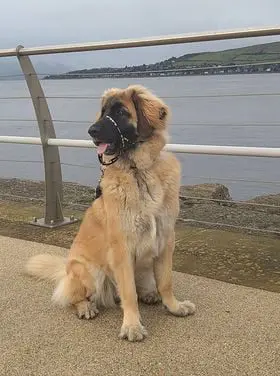 Leonberger PCW Blacka