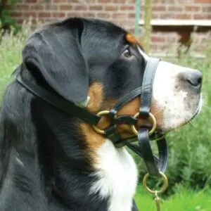 Are Slip Leads Good For Dogs That Pull? 2 leatherheadcollars