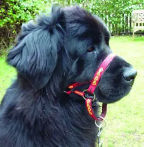 Is A Collar Or A Headcollar Better For My Dog? 3 323059 10150617513144420 951345557 o