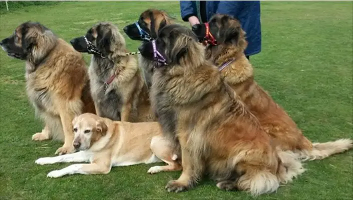 4 Dogs