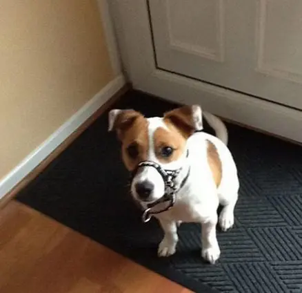 JackRussell