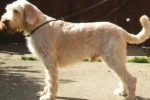 Are Slip Leads Good For Dogs That Pull? 1 Norman Show Team MAIN