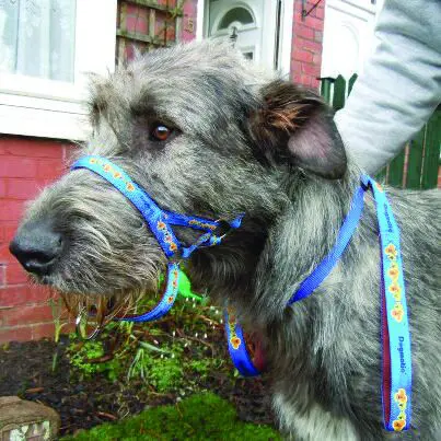 Wolfhound