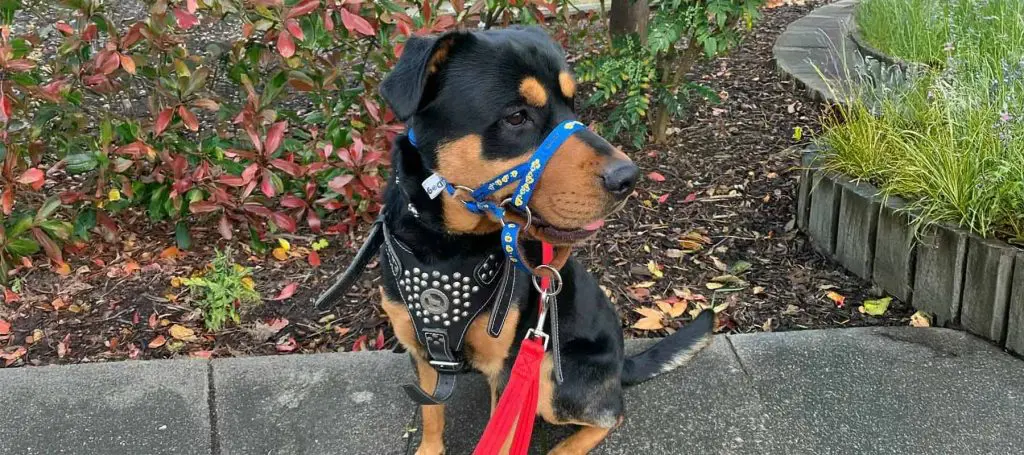 Headcollar vs Harness for Dogs: Which Is Best for Your Dog? 1 DOG Padded headcollar 01 1800x800 1