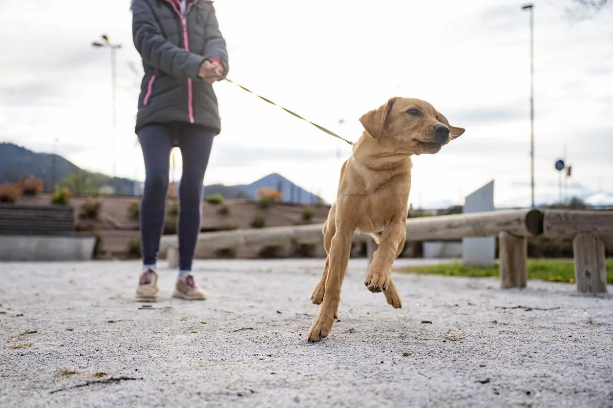 How To Stop Dog Pulling On Lead