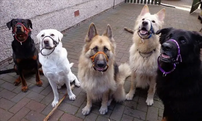 Dogs