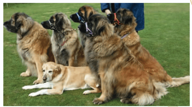 Dogs Wearing Dogmatic Head Collars