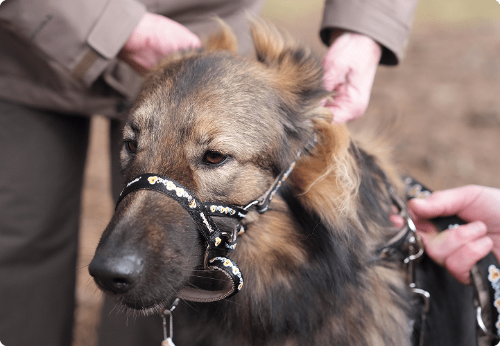 dogmatic headcollars 4