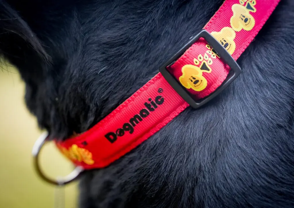 dogmatic10