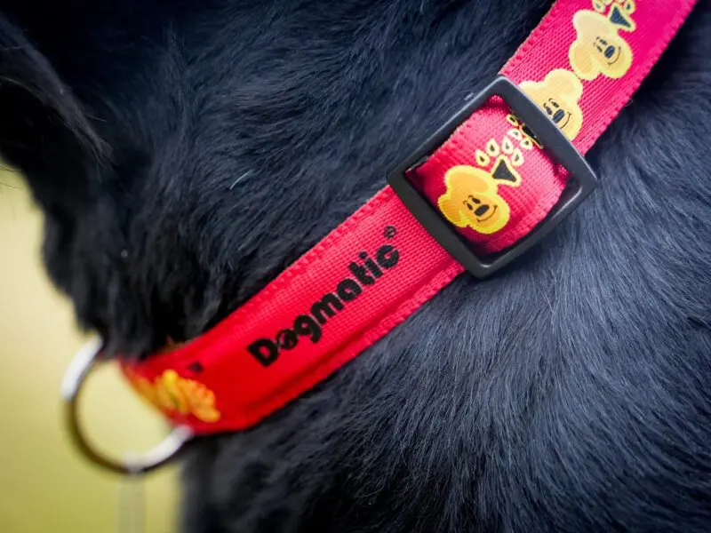 dogmatic10