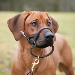 Dogmatic Signature Leather Training Lead