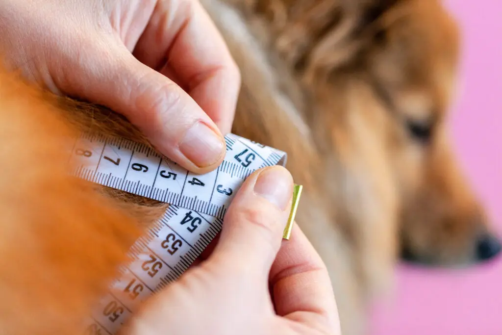 What Are the Benefits of a Padded Dog Headcollar ? 4 iStock 1088467414