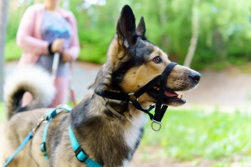 Dog Headcollar and Lead Set – What Do You Need? 2 iStock 1322363022