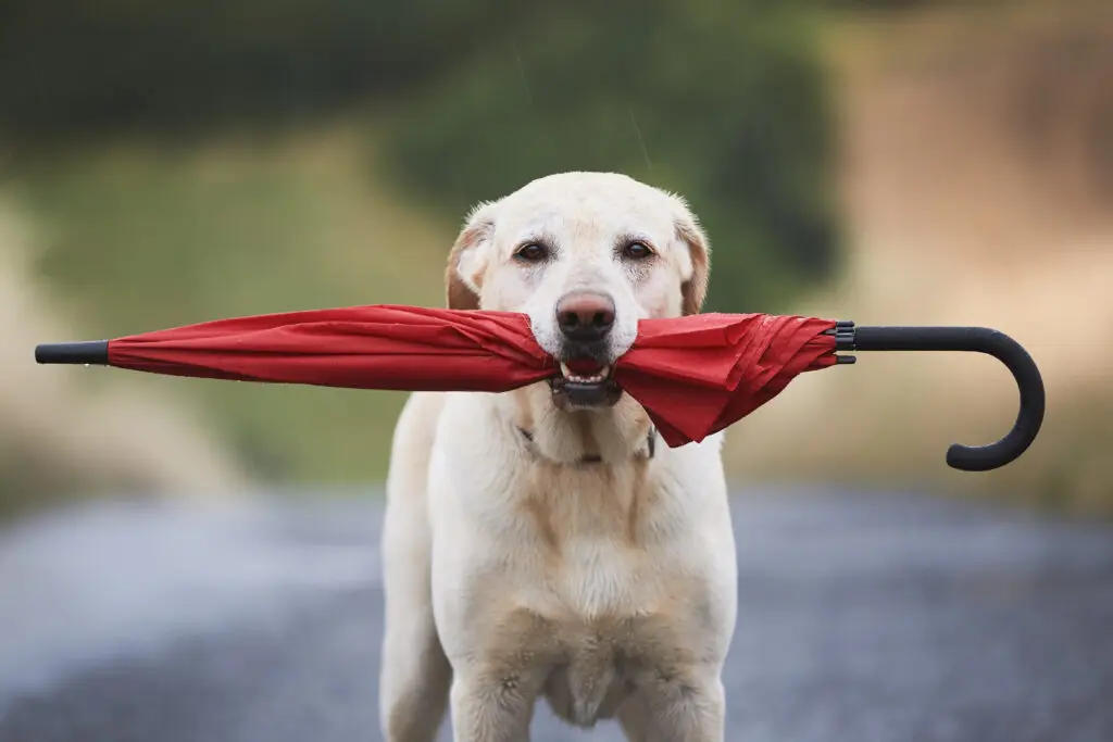 What Are the Benefits of a Padded Dog Headcollar ? 3 iStock 1467876669