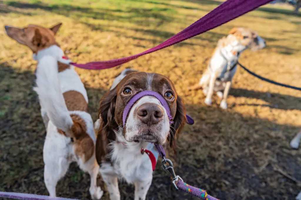 Dog Headcollar and Lead Set – What Do You Need? 1 iStock 2167569548