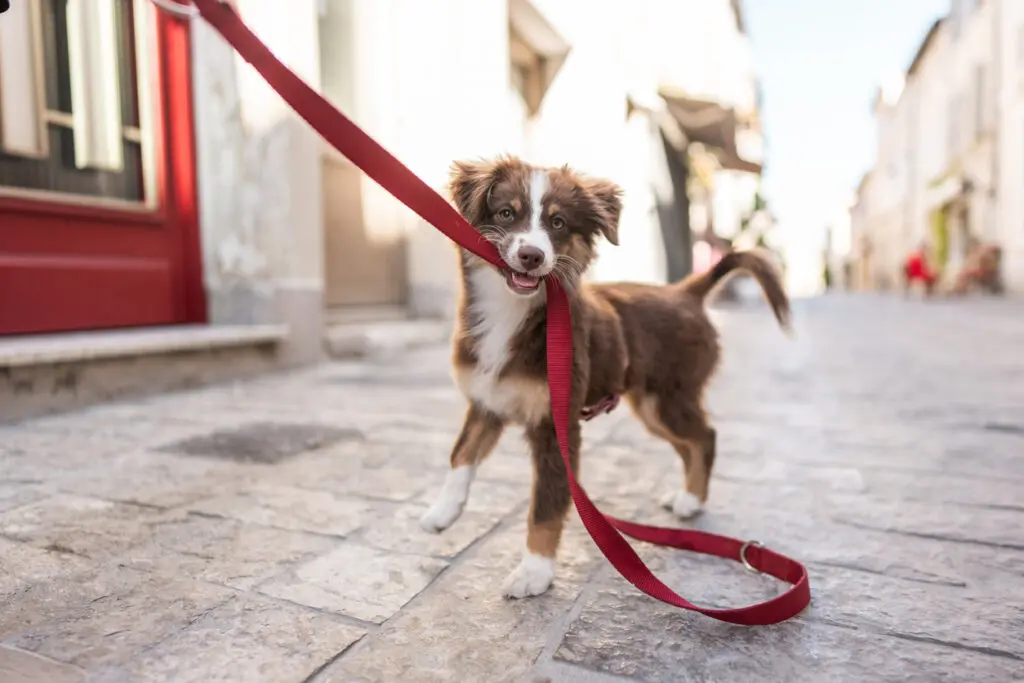 iStock 2284901798