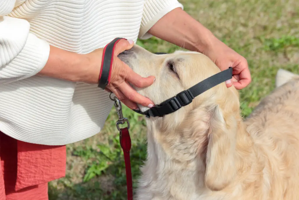 Dog Headcollar and Lead Set – What Do You Need? 3 iStock 995658450