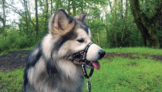 PCW Headcollar Main Image