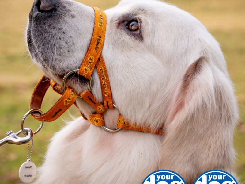 PCW Headcollar