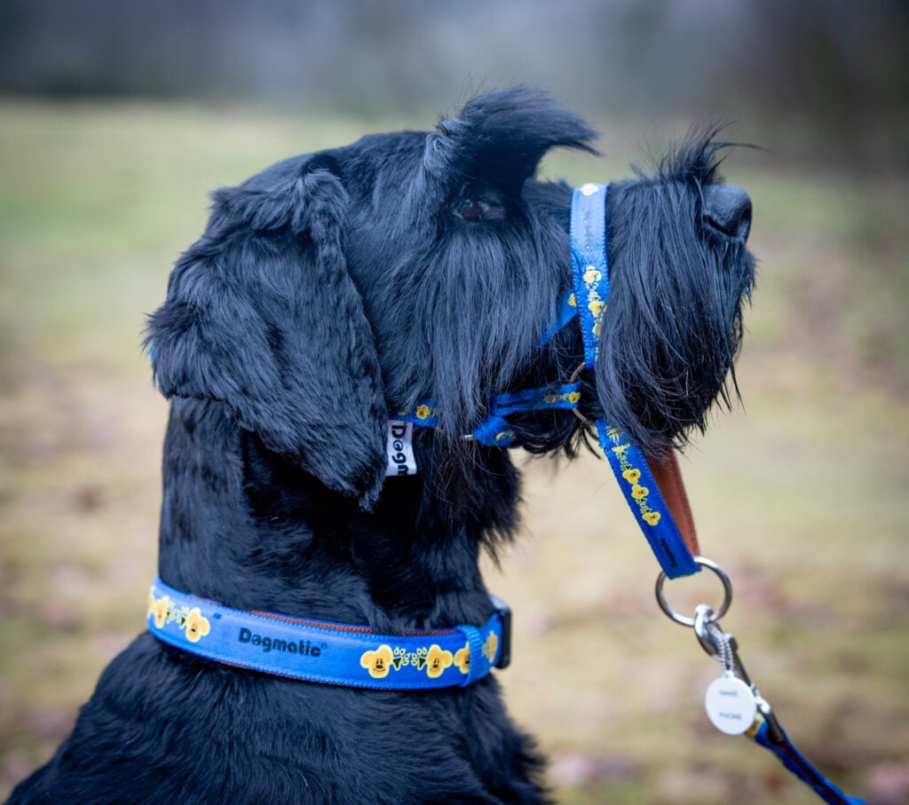 Dogmatic Adjustable Collars scaled