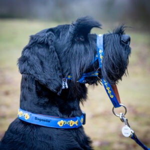 Dogmatic Adjustable Collars