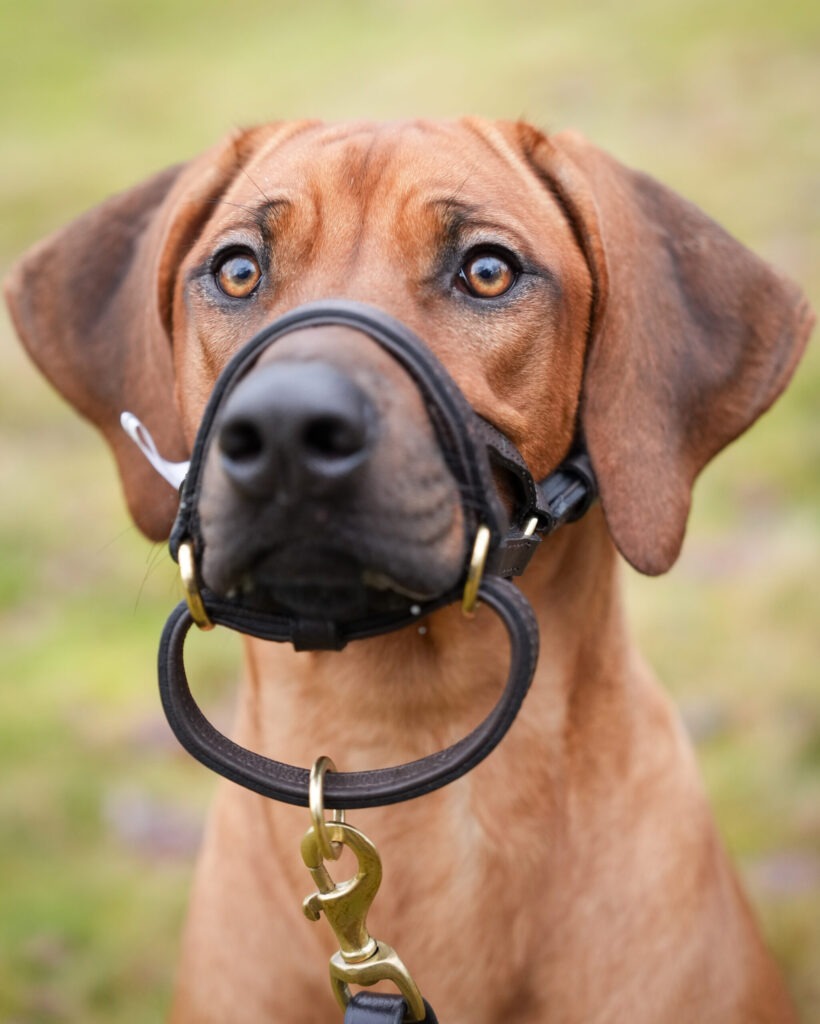 Dogmatic Headcollars 2 scaled