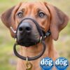 Dogmatic Leather Headcollar