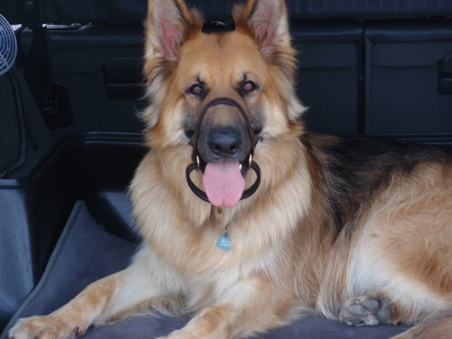 GSD leather