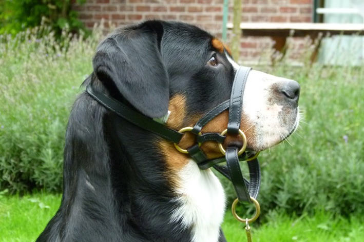 Great Swiss M Dog Black Leather