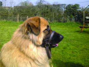 King Shepherd Brown Leather scaled