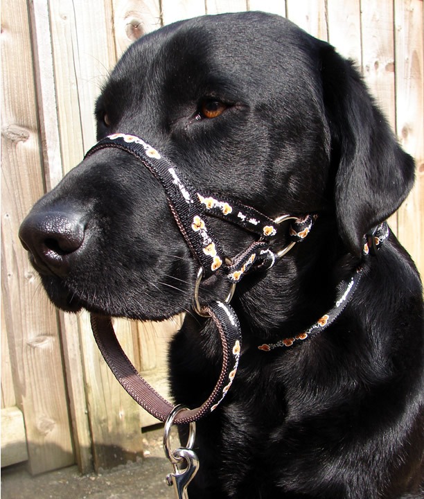 Lab pic Black PCW