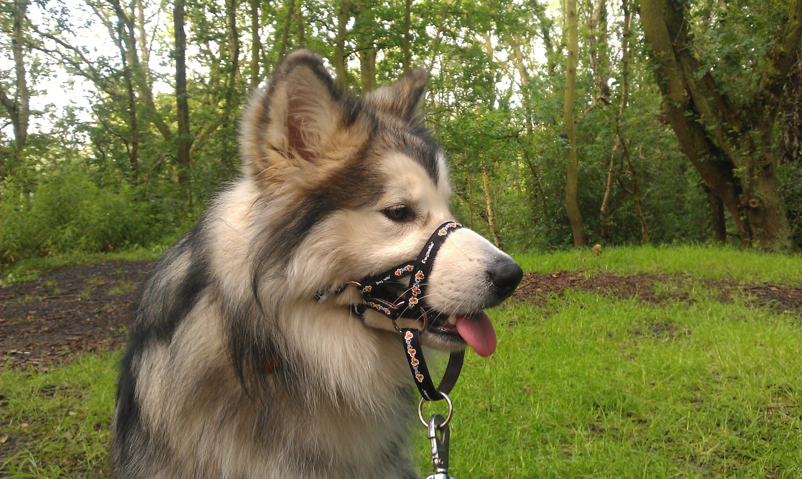 Malamute PCW Black 2