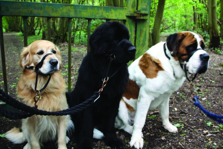 Dogmatic Leather Headcollar Dogmatic