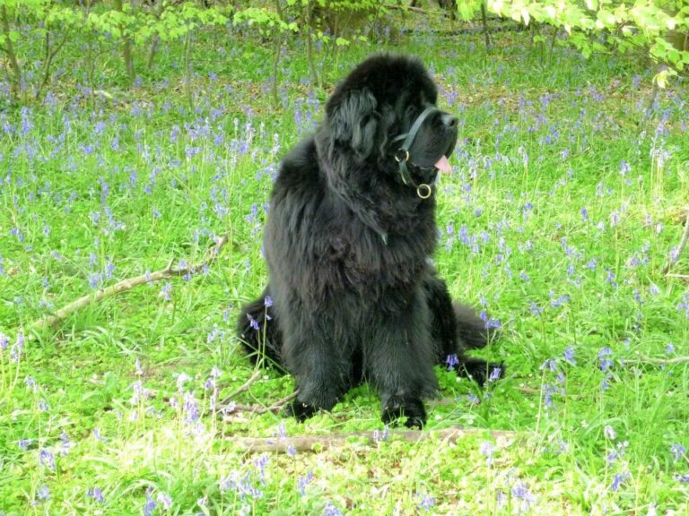 Dogmatic Leather Headcollar Dogmatic