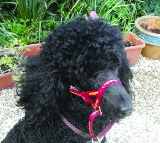 Poodle Red PCW pic.pdf