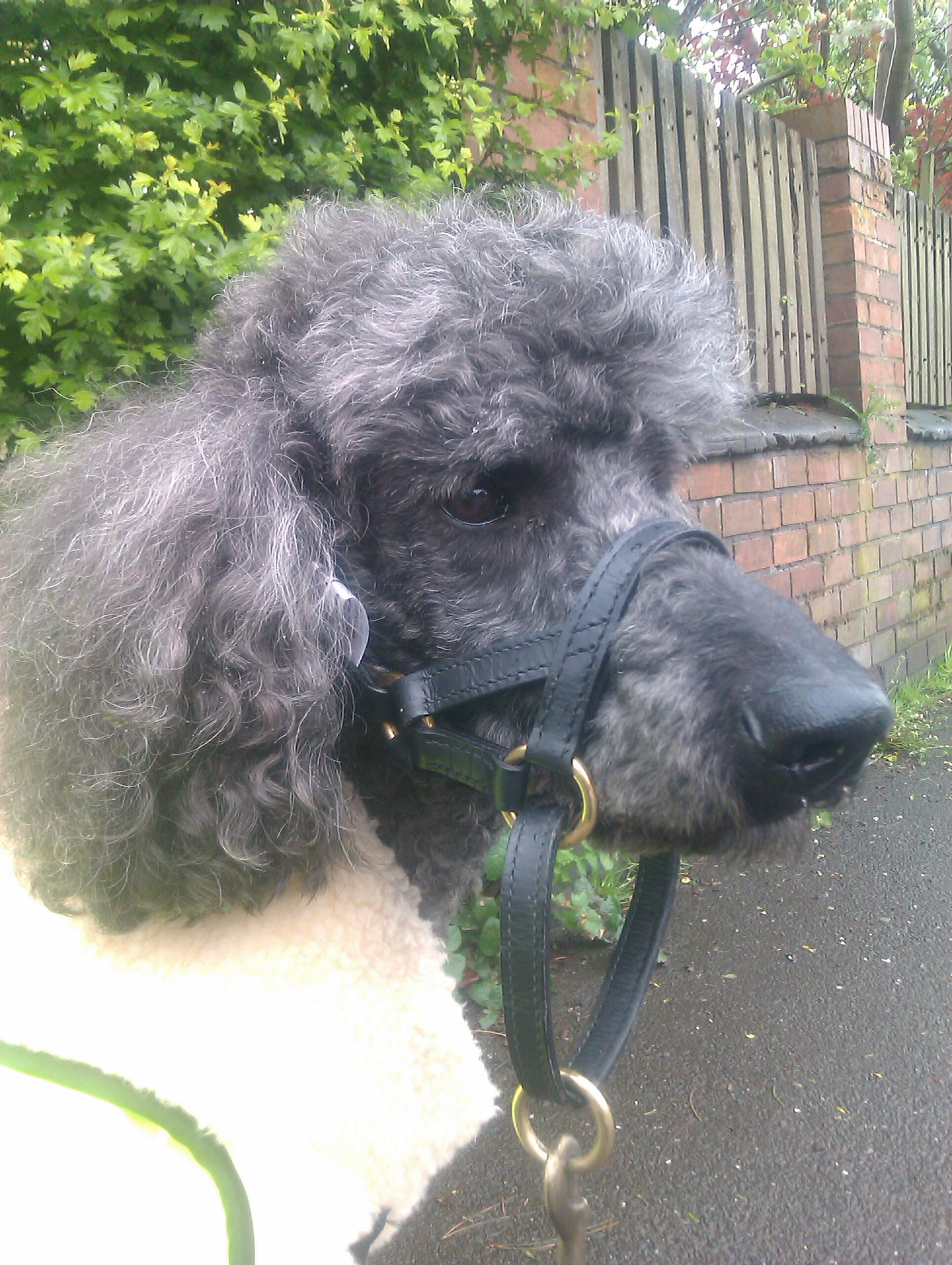 Poodle pic Leather