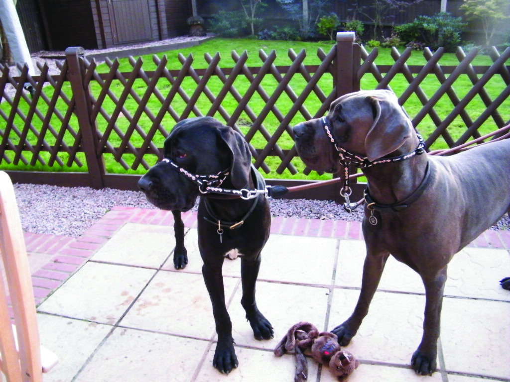 Customer Reviews Dogmatic