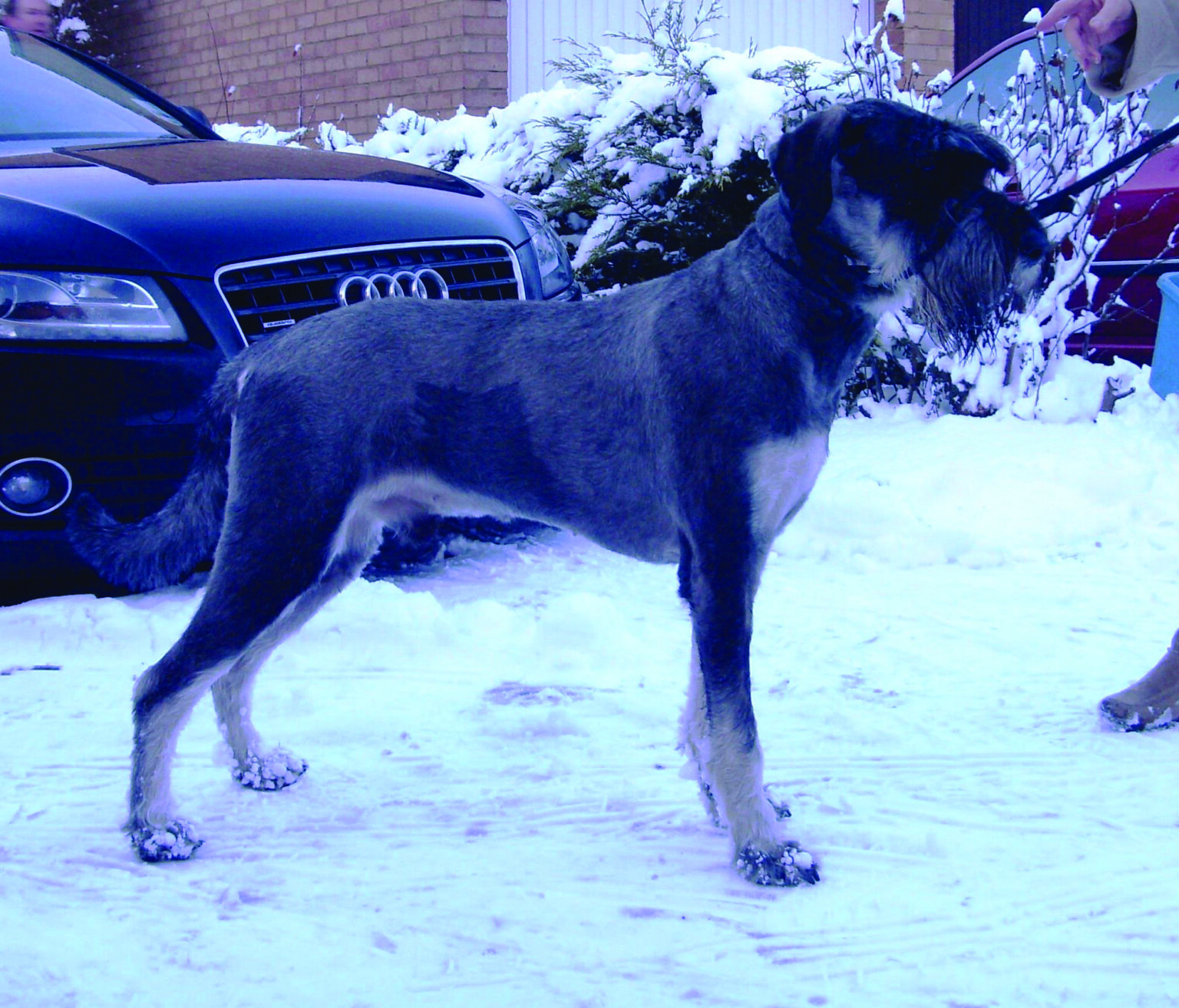 Customer Reviews Dogmatic