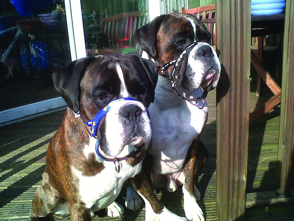 Boxers black blue pic