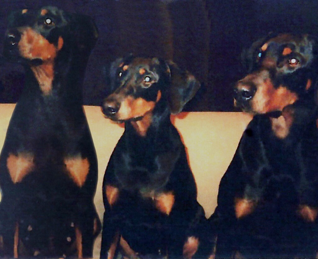 Evie Leila and Tommy 3