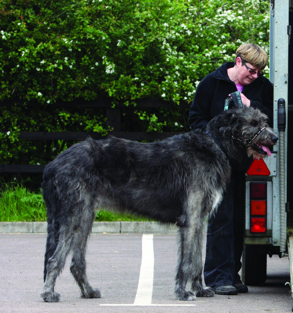 Irish Wolfhound pic