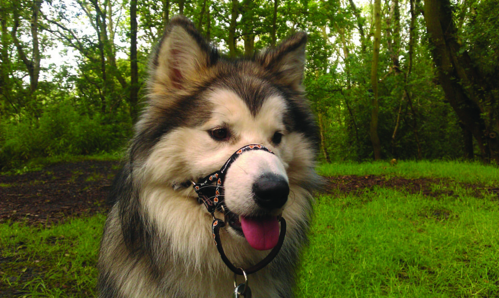 Malamute PCW Black scaled