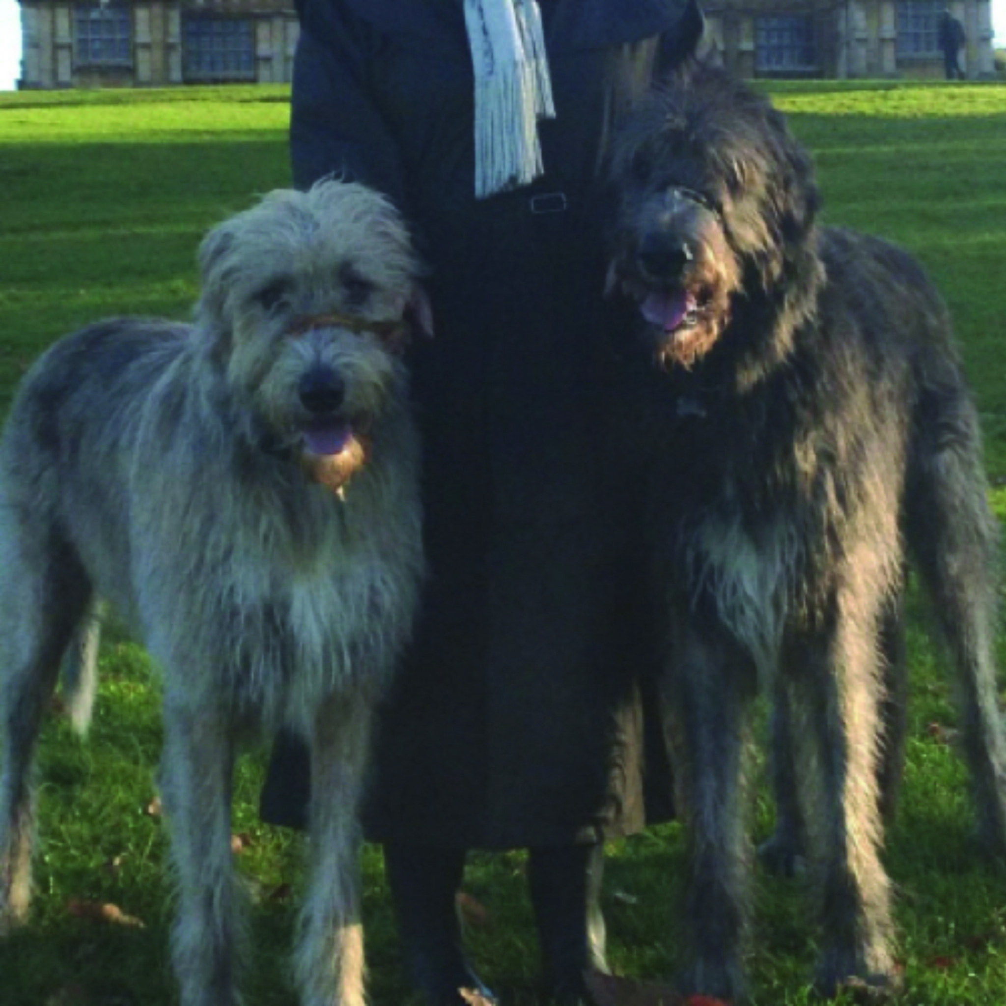 Customer Reviews Dogmatic