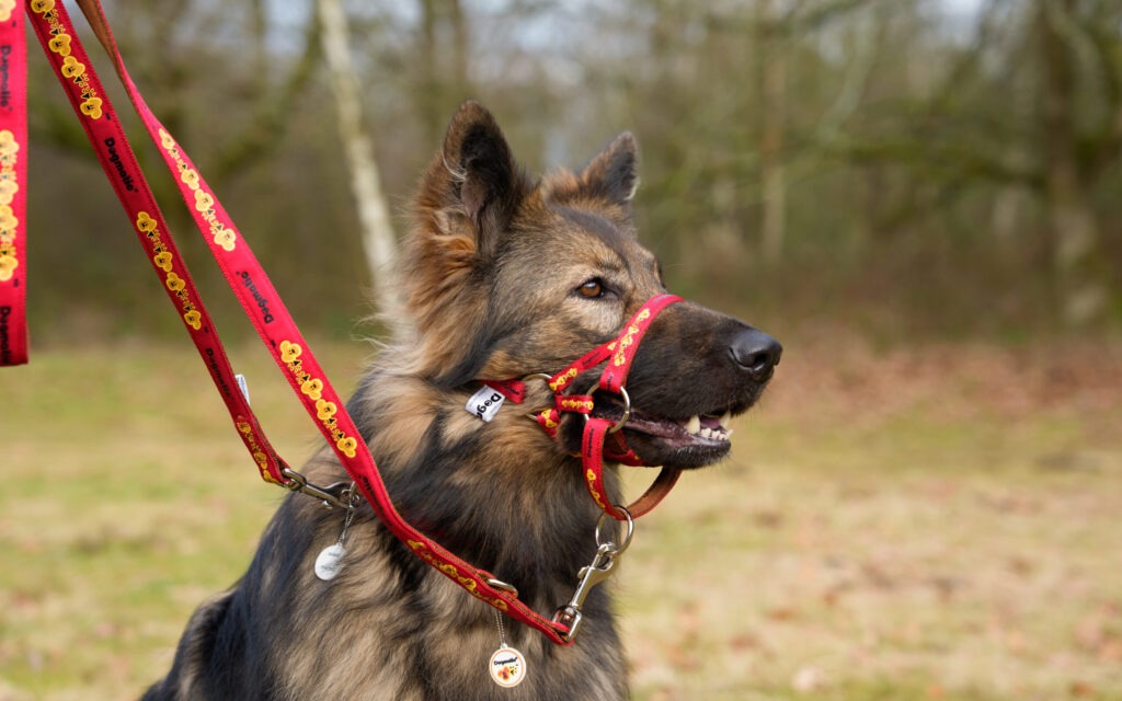 Andy Biggar Photography LTD Mw 1 2 scaled