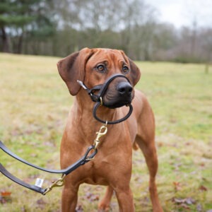 Leather Training Leads