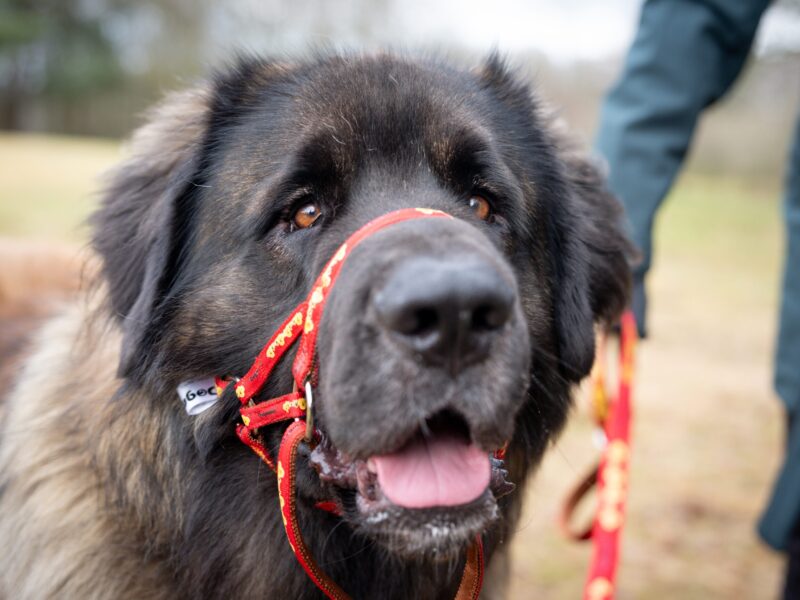 PCW Training Leads - Dogmatic